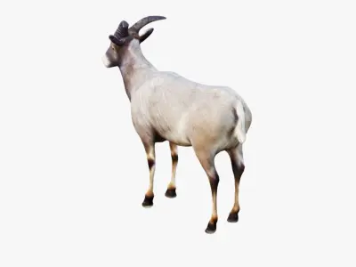 Goat Animal Free 3D model