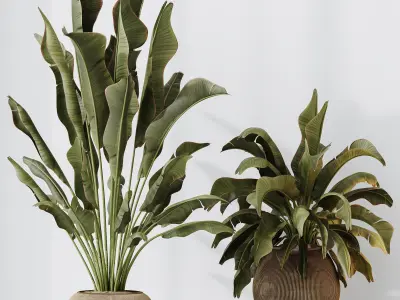 Plants Ravenala Banana Strelitzia Nicolai Bird Of Paradise Set02 3D model