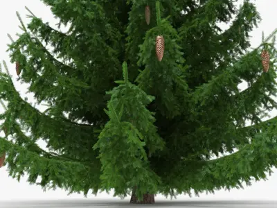 Coniferous Spruce Tree with Cones Green 3D model
