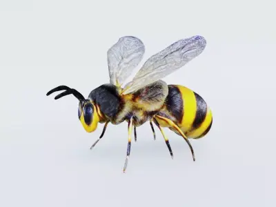 Bee Animal Free 3D model