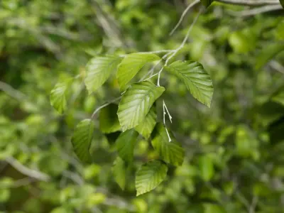 European Beech 07 3D Scanned Animated 3D model