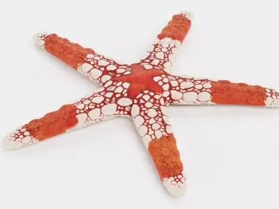 -Necklace Starfish V2- 3D model