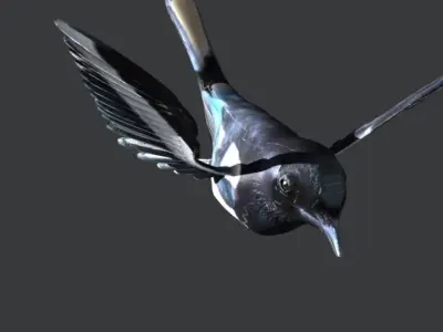 Eurasian Magpie 3D model
