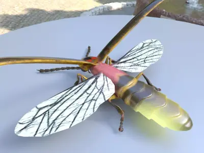 Firefly Insect Low-poly 3D model