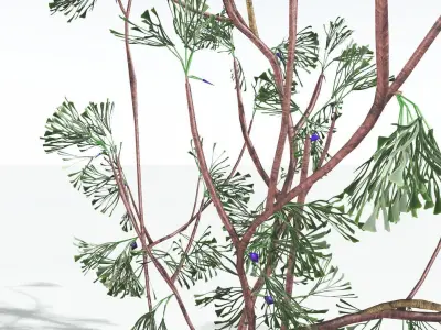 EVERYPlant Baiera LowPoly 4 --14 Models-- Low-poly 3D model