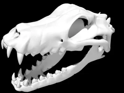 Dog Skull Low-poly 3D model