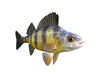 Yellow Perch Fish Perca Flavescens 3D model
