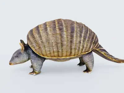 Armadillo Free 3D model