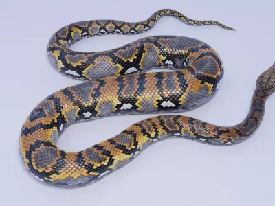 Reticulated Python Animated Free 3D model