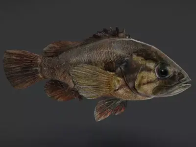 Realistic Perch Animated 3D model