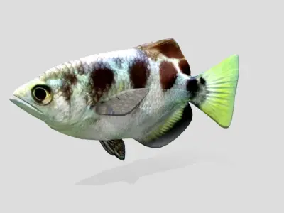 Archerfish Realistic Animated Low-poly 3D model