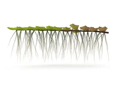 Salviniya ushastaya 3D model