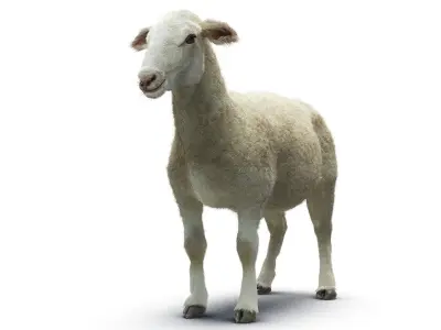 Sheep with Small Hair 3D model