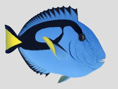  Blue Tang Tropical Fish Low-poly 3D model