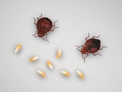 Bedbugs Set 3D model