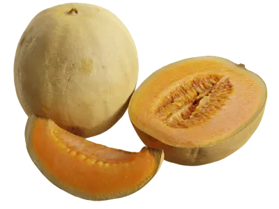  Cantaloupe Melon Models 