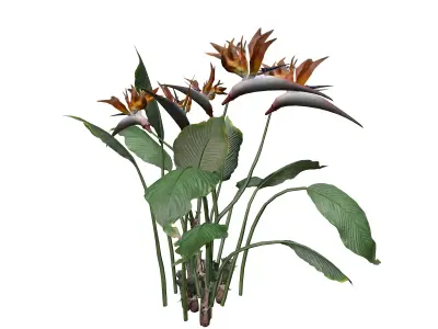 Bird of Paradise Flower - 04 - 3D model
