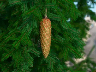 Green Pine Seed Cone 3D model