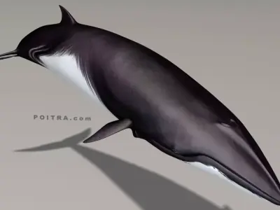 Minke Whale - Balaenoptera Acutoro - Adult Male - Pose 2 - 3D model