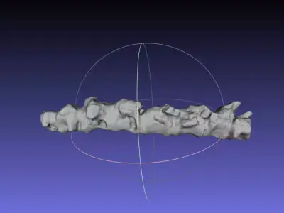 Psittacosaurus Most Distal Caudal Vertebrae Free 3D print model