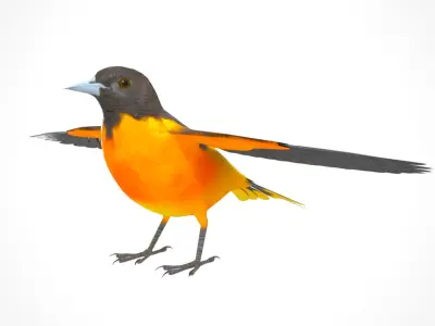 3D Bird Pack Baltimore Oriole Male and Female Low-poly 3D model