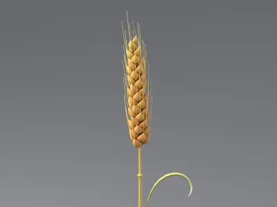 Cartoon Wheat Spikelet 03 3D model