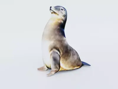 Sea Lion Free 3D model