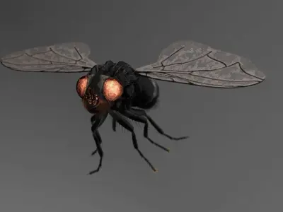 Fly - rigged 3D model