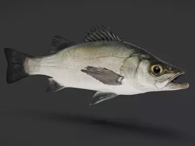Realistic Blackfin Seabass Animated 3D model