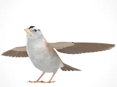 3D Bird Pack White Crowned Sparrow Male and Female Low-poly 3D model