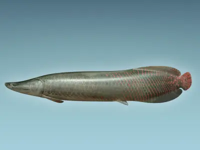 Arapaima Fish 3D model