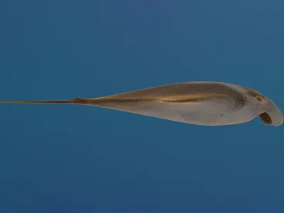Realistic Giant Manta Ray - Mobula birostris 3D model