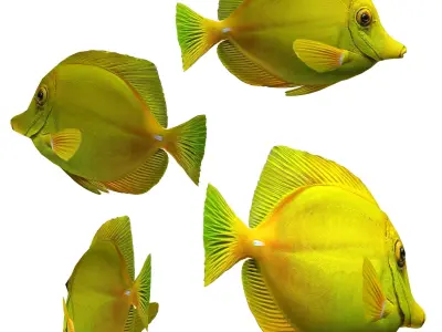 Fish Yellow tang Low-poly 3D model