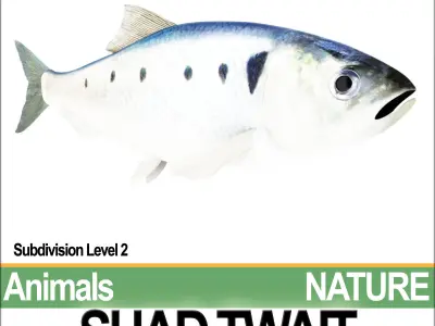 Twait Shad 3D model