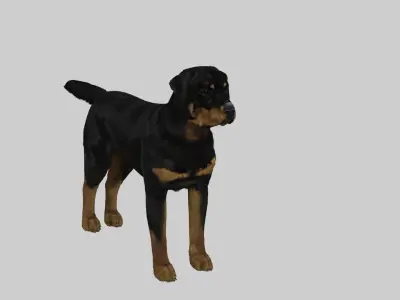 rottweiler Free 3D model