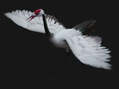 Crane Bird A3 3D model