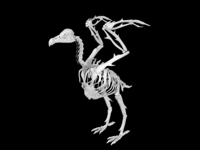 Vulture skeleton Low-poly 3D model