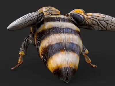 Bee Cartoon Low-poly 3D model