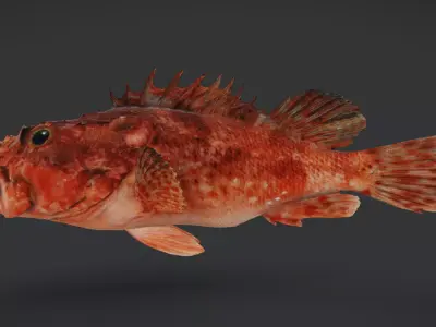 Izu Scorpionfish Animated 3D model