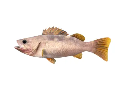 Low-Poly Olive Rockfish Animated Low-poly 3D model