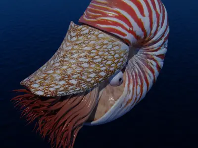 Nautilus Free 3D print model