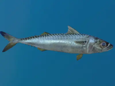 Mackerel fish in ocean Low-poly 3D model