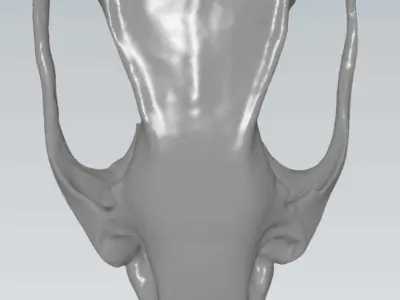 MakeIT  Rat Skull 3D Model  3D model