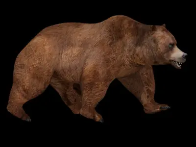 Grizzly Bear 3D model