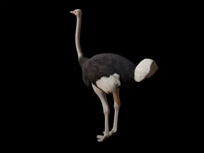 Ostrich 3D Model Low-poly 3D model