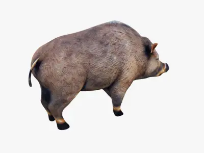 Boar Animal Free 3D model purchase