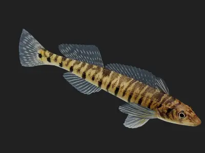 Logperch Low-poly 3D model