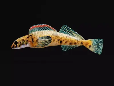 Roanoke logperch Fish Low-poly 3D model