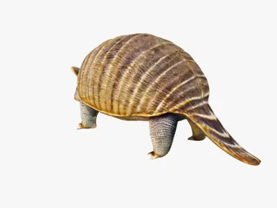 Armadillo Free 3D model