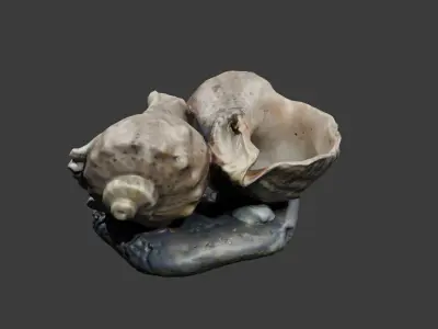 Sea shell ashtray Free low-poly 3D model